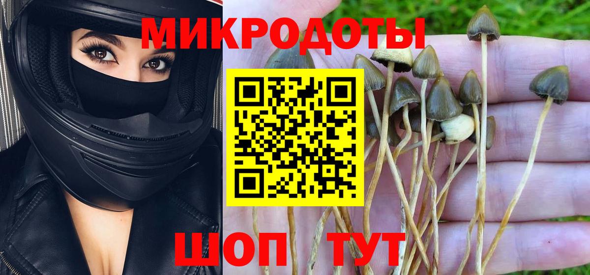 Псилоцибиновые грибы Psilocybe Барабинск